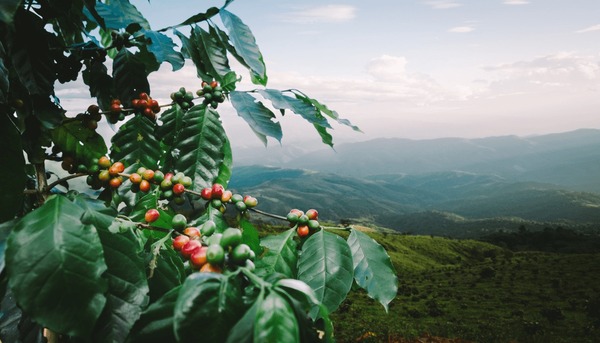 Coffee plantation in Karnataka with premium Arabica beans